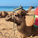 Exploring The Best Morocco Hotels For A Memorable Stay  