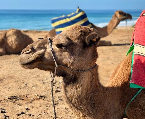 Exploring The Best Morocco Hotels For A Memorable Stay Exploring The Best Morocco Hotels For A Memorable Stay