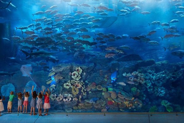 Virtual Zoo and Aquarium Tours
