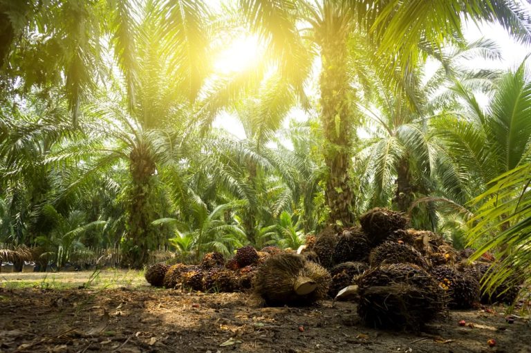 How Palm Oil Became The World’s Most Hated, Most Used Fat Source