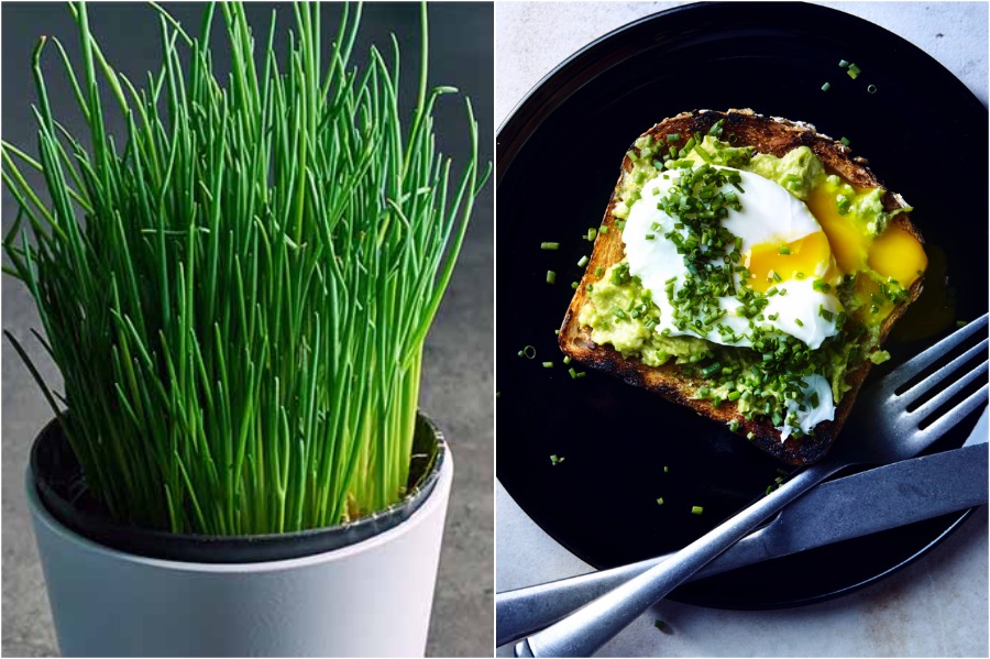 6 Best Summer Herbs And Yummy Ways To Use Them